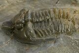 Multi-Toned Diademaproetus Trilobite - Ofaten, Morocco #310525-3